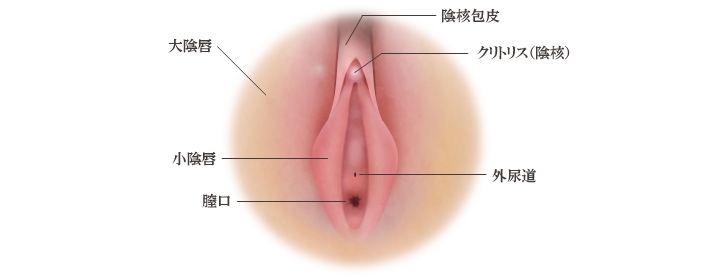 女性 の 性器 の 構造