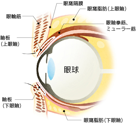 瞼の構造